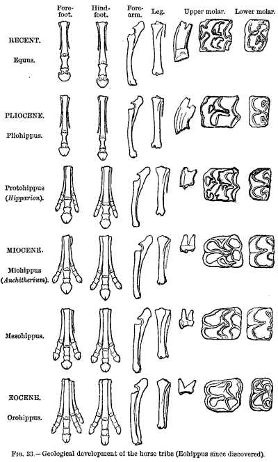 FIG. 33.—Geological development of the horse tribe (Eohippus since discovered).