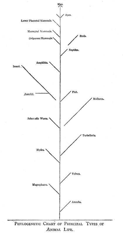 PHYLOGENETIC CHART OF PRINCIPLE TYPES OF ANIMAL LIFE.