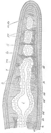 6. CROSS-SECTION OF TURBELLARIAN. HATSCHEK, FROM JIJIMA.