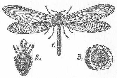 9. MYRMELEO FORMICARIUS. ANT-LION. HERTWIG, FROM SCHMARDA.