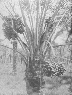 DATES GROWING ON A DATE PALM.