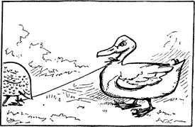 The Duck