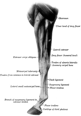 Fig. 2—Muscles of Left Thoracic Limb from Elbow Downward; Lateral (External) View. a, Extensor carpi radialis; g, brachialis; g', anterior superficial pectoral; c, common digital extensor; e, ulnaris lateralis. (After Ellenberger-Baum, Anat. für Künstler.) (From Sisson's ''Anatomy of the Domestic Animals'').