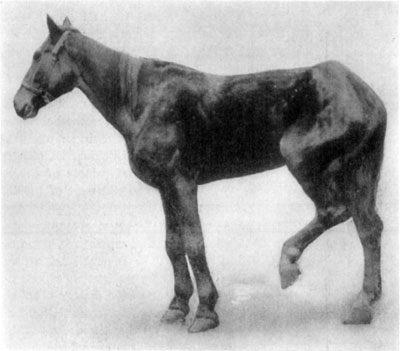 Fig. 51—Gonitis. Showing position assumed in such cases because of pain occasioned. Photo by Dr. C.A. McKillip.