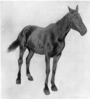 Fig. 56—Bog spavin. Showing point of view which may be most advantageously taken by the diagnostician in examining for distension of the capsular ligament of the tarsal joint.