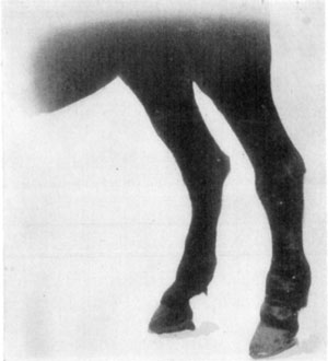 Fig. 61—Chronic lymphangitis. Showing hypertrophy of the left hind leg, due to repeated inflammation.