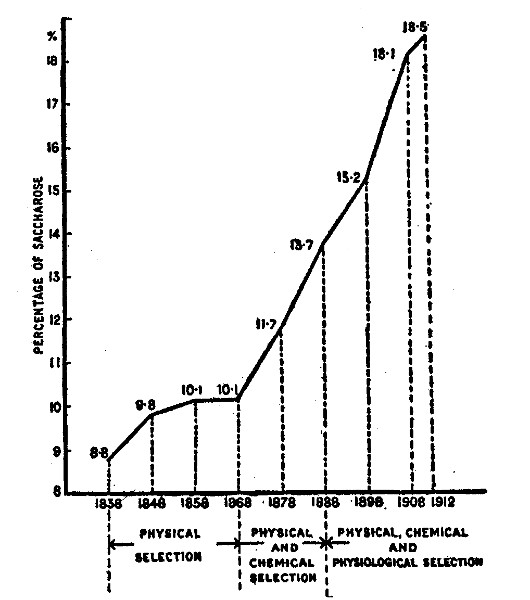 How the sugar beet has gained enormously in sugar content under chemical control