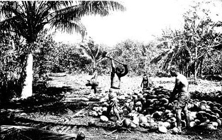 SPLITTING COCONUTS ON THE ISLAND OF TAHITI  After drying in the sun the meat is picked and the oil extracted for making coconut butter