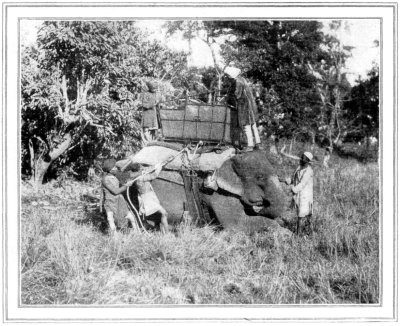 HOWDAH ELEPHANT TRAINING MADE EASY HE IS FED WITH "GOOR" OR CRUDE SUGAR BEFORE STARTING ON THE TIGER HUNT