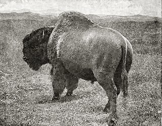 BULL BUFFALO. (REAR VIEW.)