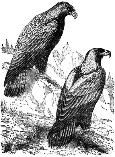 Aquila