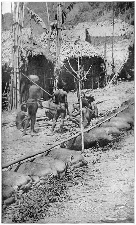 Row of Killed Pigs at Big Feast at Village of Amalala.