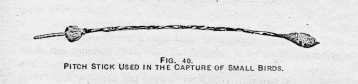 FIG. 40. PITCH STICK USED IN THE CAPTURE OF SMALL BIRDS.