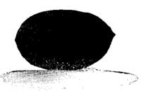 Fig. 103