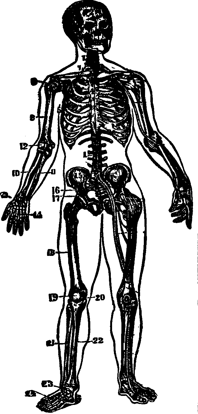 Illustration: Fig. 16.