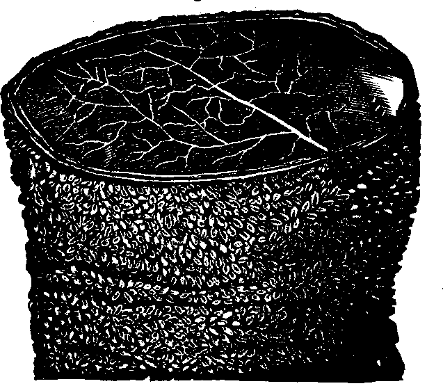 Illustration: Fig. 31. A section of the Ileum, turned inside out,