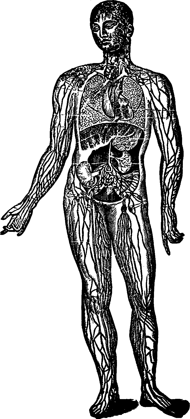 Illustration: Fig. 36. A general view of the Lymphatic System.