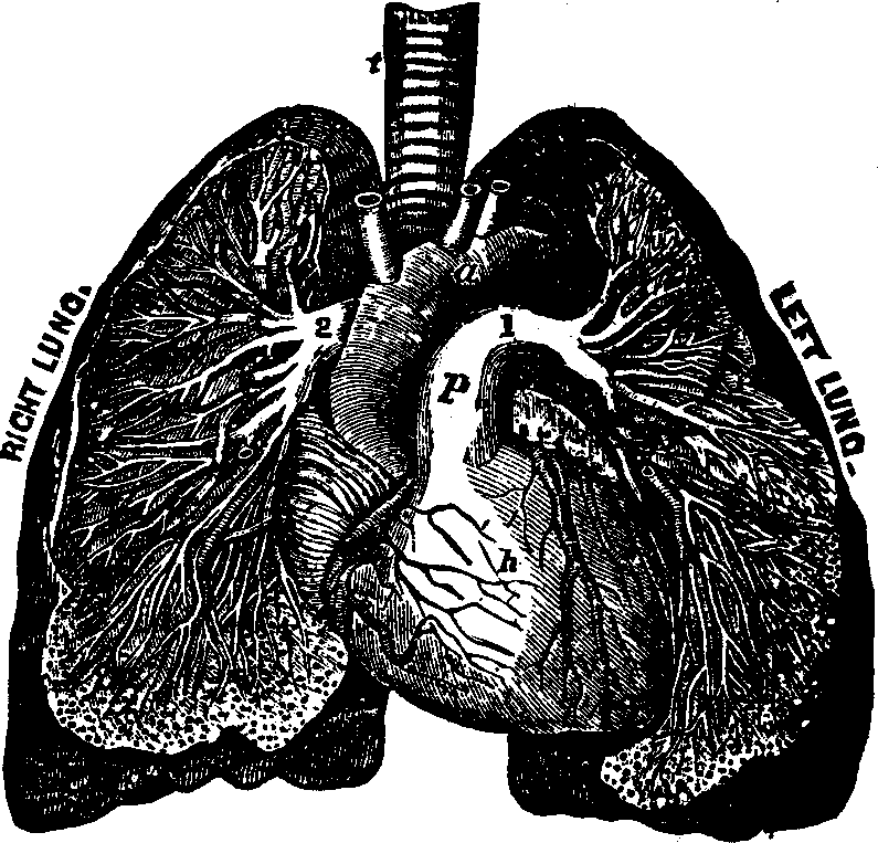 Illustration: Fig. 40. General view of the heart and lungs, 