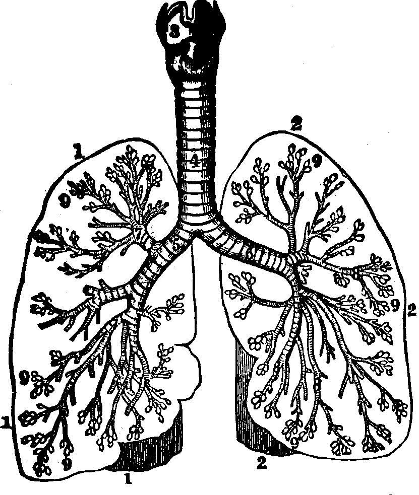 Illustration: Fig. 43. An ideal representation of the respiratory organs. 