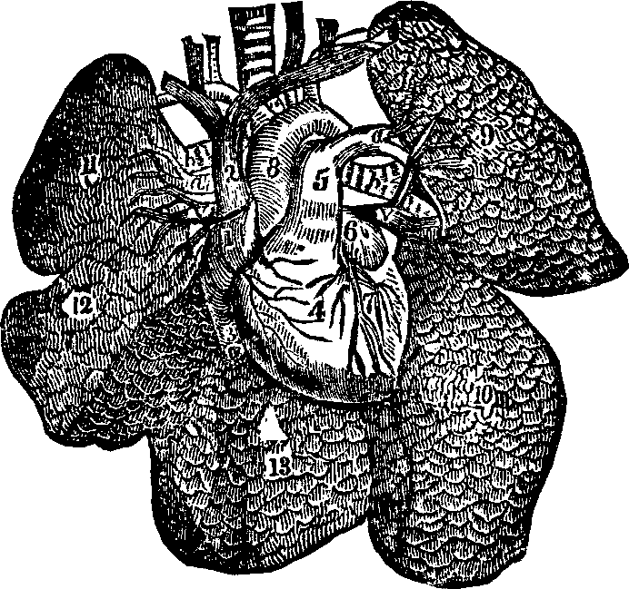 Illustration: Fig. 44. A representation of the heart and lungs.