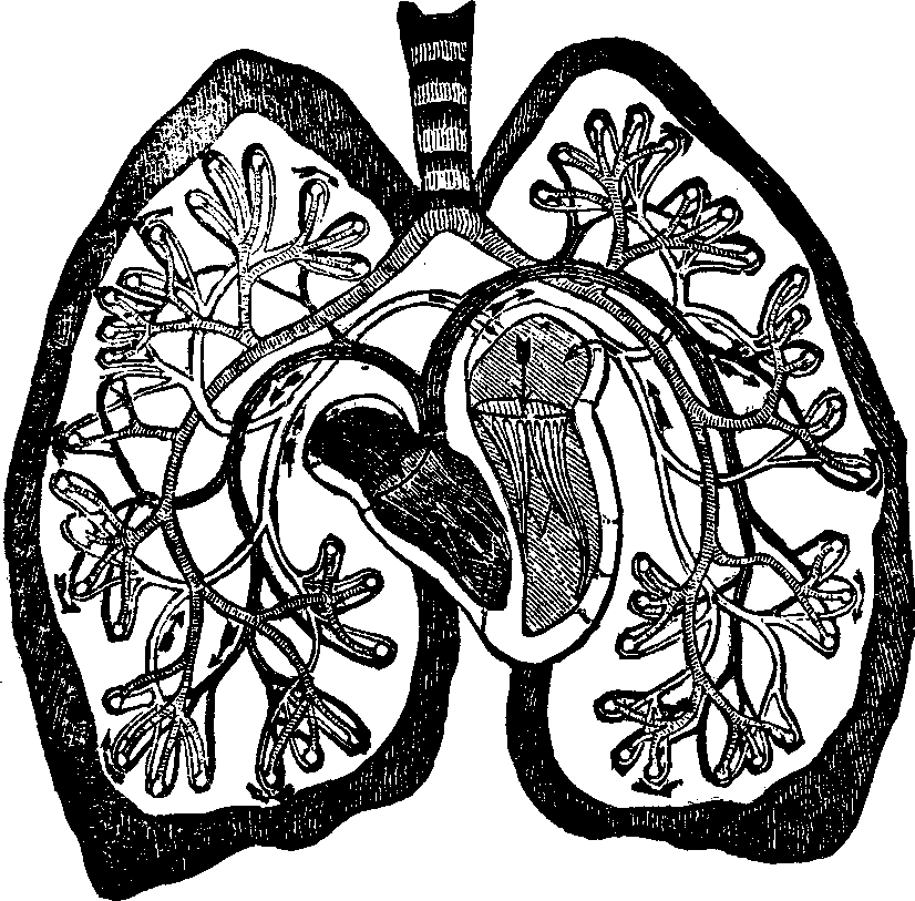 Illustration: Fig. 45. View of the pulmonary circulation.