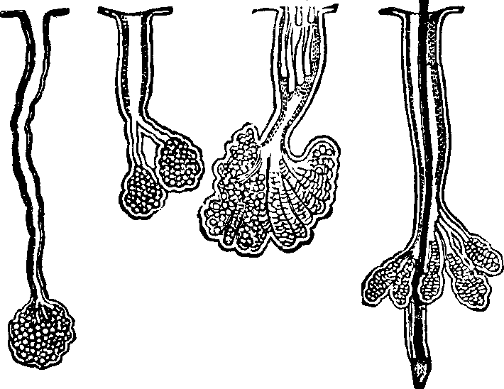 Illustration: Fig. 49. A representation of oil-tubes from the scalp and nose.