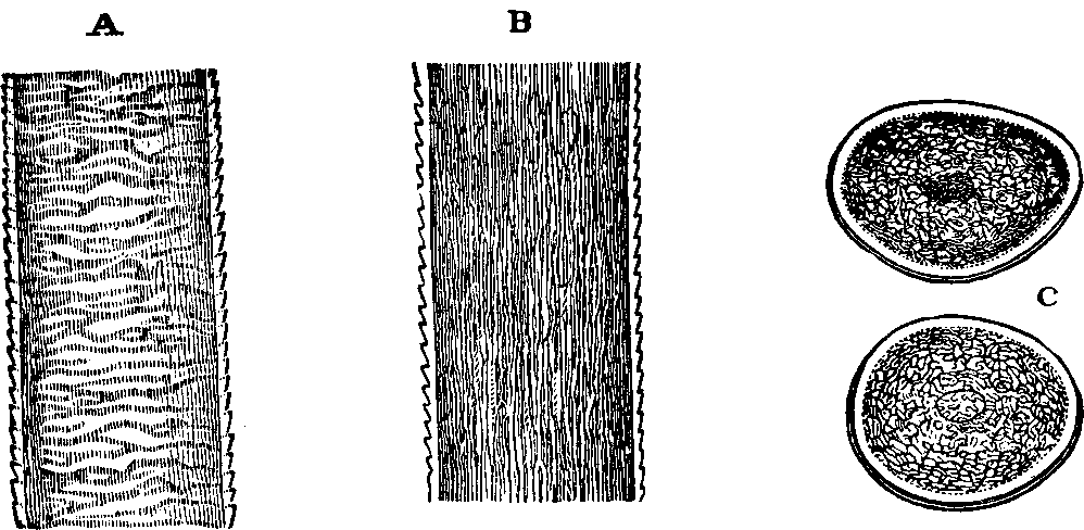 Illustration: Fig. 51. Structure of the human hair. 