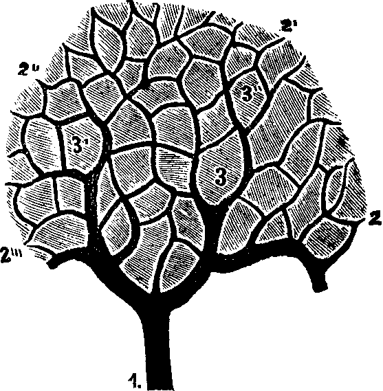 Illustration: Fig. 52. Section of the Liver, showing the ramifications of the portal vein. 