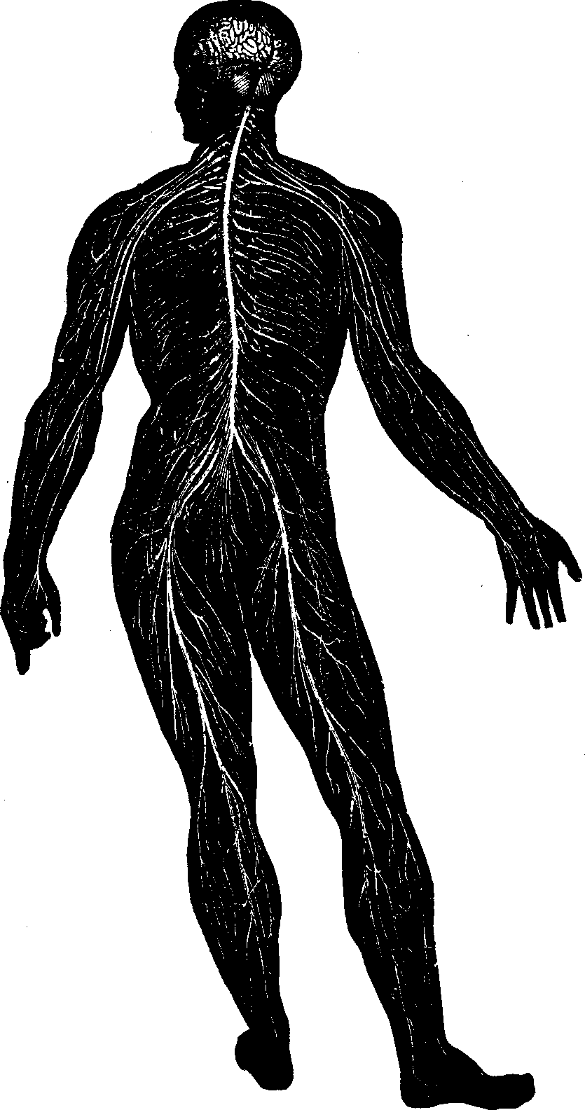 Illustration: Fig. 54. The Nervous System.