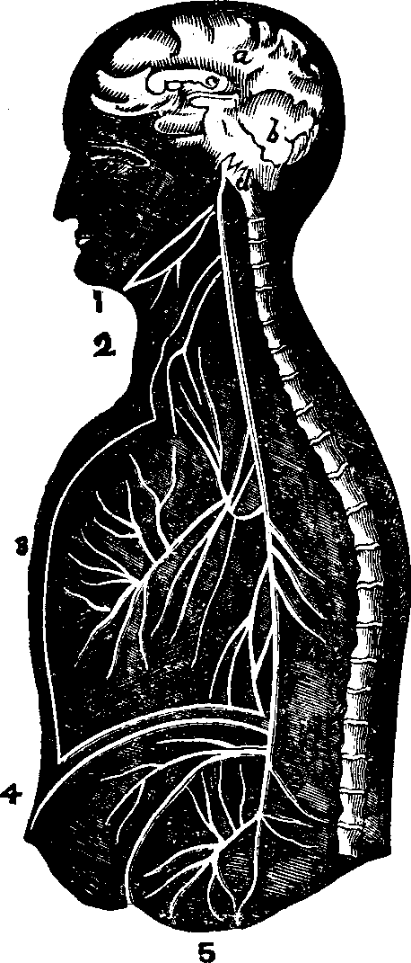 Illustration: Fig. 60. Section of the brain and an ideal view of the pneumogastric nerve on one side, with its branches, 