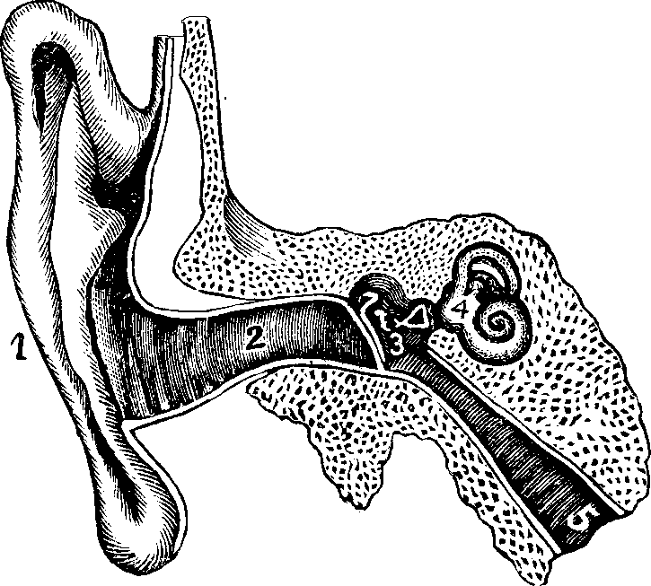 Illustration: Fig. 64. Internal and external ear.