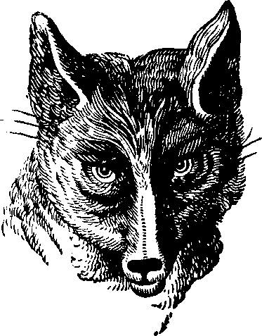 Illustration: Fig. 75. Sly Reynard