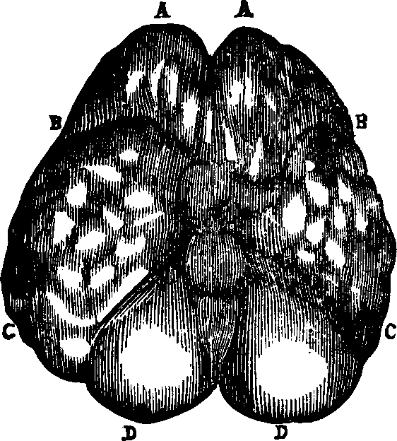 Illustration: Fig. 84. American Indian. 