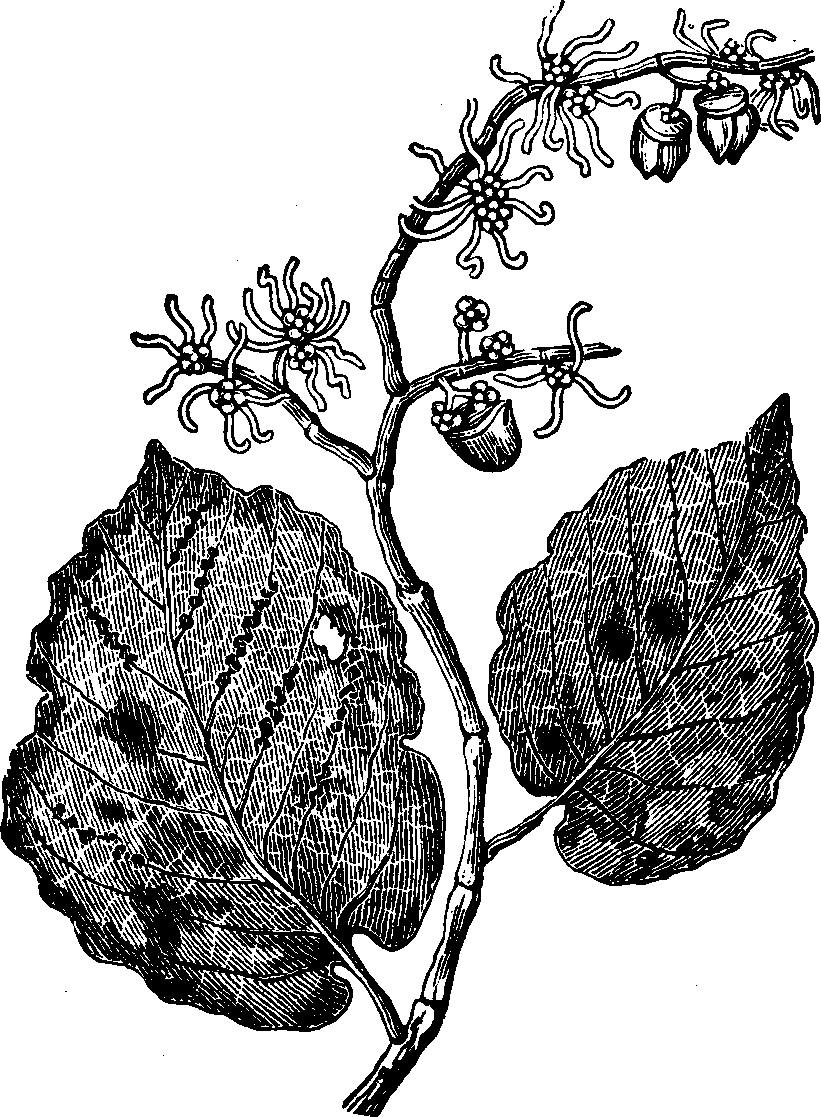 Illustration: Fig. 121. Witch-hazel. 