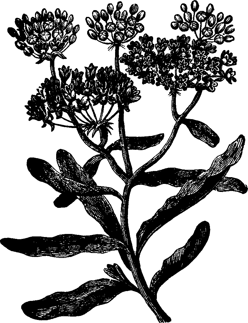 Illustration: Fig. 127. Pleurisy-root. 