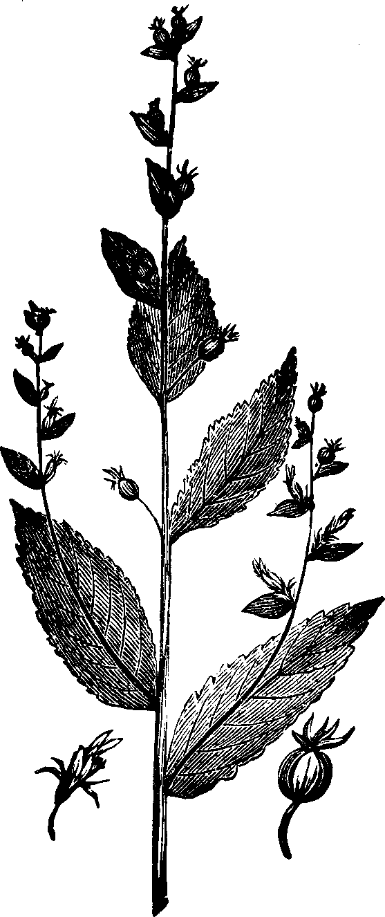 Illustration: Fig. 132. Lobelia. 