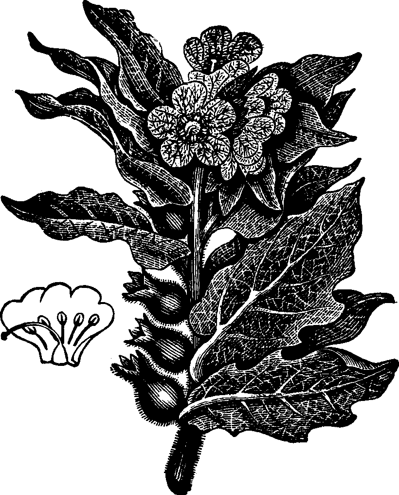 Illustration: Fig. 134. Henbane.