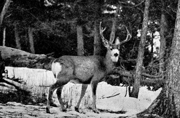 Blacktail deer snapped with a background of snow.