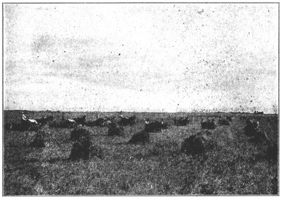 A photograph of a farm field.