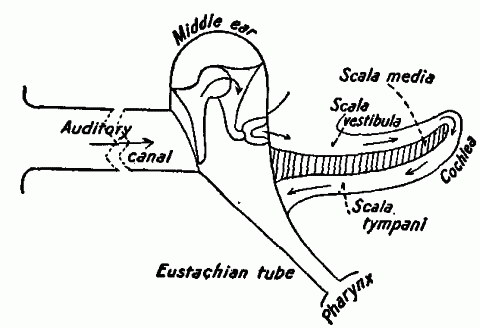 Fig. 154