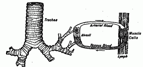 Fig. 44