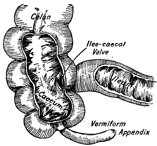 Fig. 73