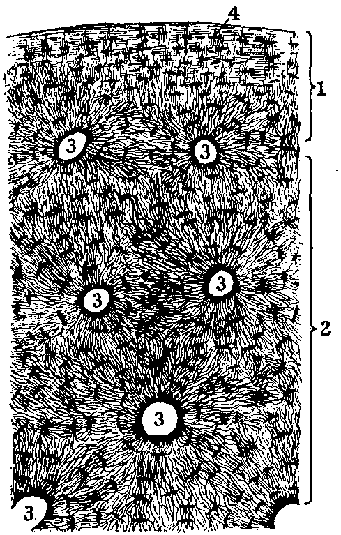 Fig. 94