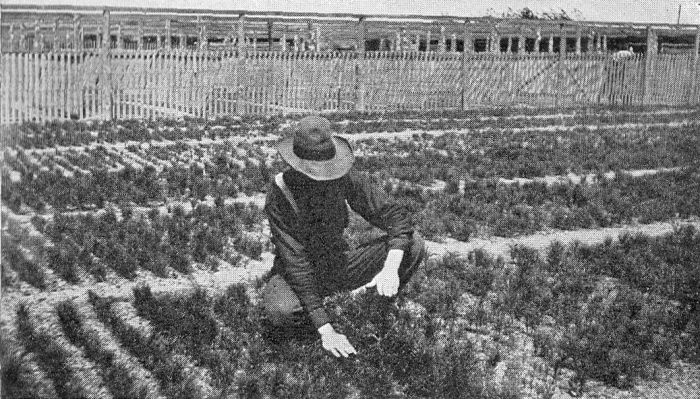 NURSERY FOR YOUNG TREES.