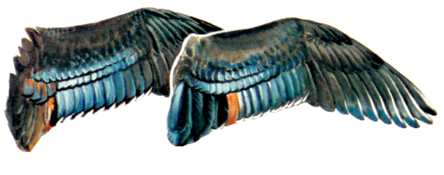 Hen and Drake Wing