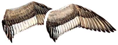 Hen and Drake Wing