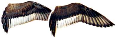 Hen and Drake Wing