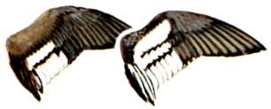 Hen and Drake Wing