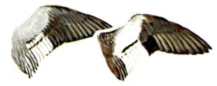 Hen and Drake Wing