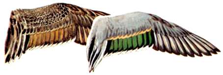 Hen and Drake Wing